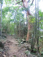 Lind Point Trail in Virgin Islands National Park goes through a dry tropical forest, with both broadleaf plants and cacti.