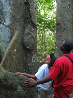 Two students are looking toward the top of a kapok tree, while resting their hands on the buttress of the tree.