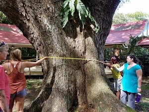 Measuring the Rain Tree 2017 for the BioBlitz