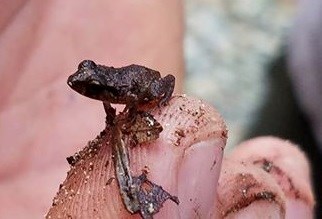 White-lipped frog