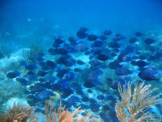 a school of Blue Tang fish blending into the blue water