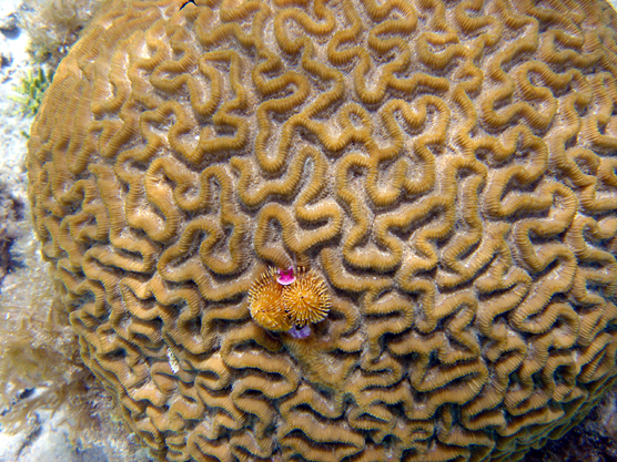 Brain Coral - Virgin Islands National Park (U.S. National Park Service)