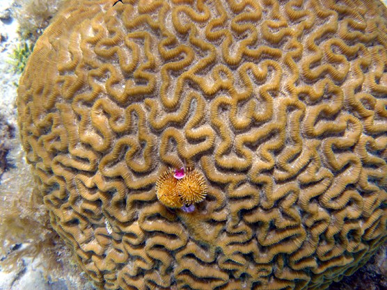 Brain Coral in shallow seawater, with a small, embedded Christmas Tree Worm