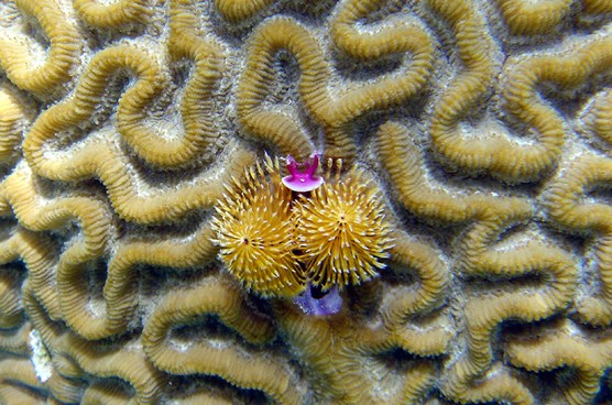 closeup of a Christmas Tree Worm embedded in a Brain Coral