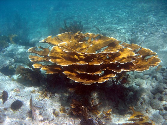 living Elkhorn Coral colony with sunlight
