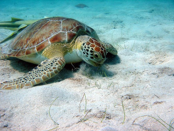 a Green Turtle is paused on a sandy seafloor, grazing on a few patches of sea grass