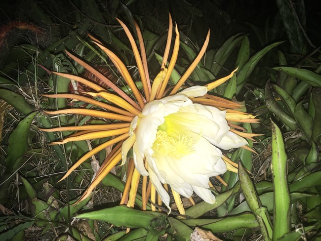 Night-Blooming Cereus Flower