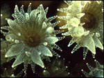closeup  of two coral polyps in the expanded state, each showing a mouth surrounded by about a dozen tentacles