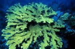 underwater picture of living elkhorn coral