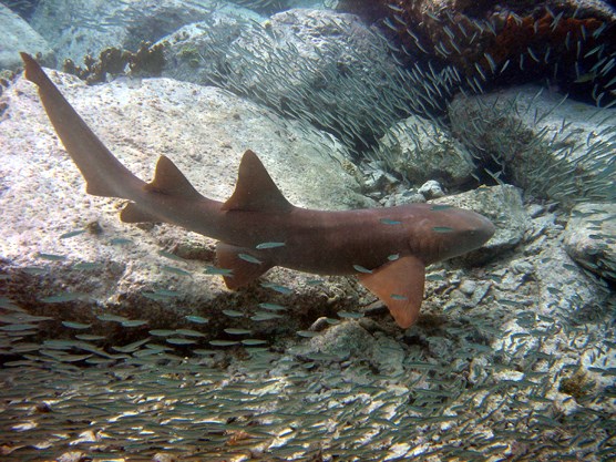 Nurse Shark, scattering small, silvery fish