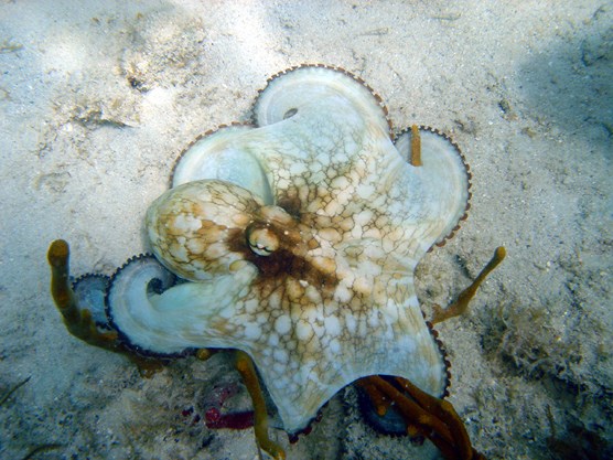 top view of an octopus that that is changing from one color pattern to another