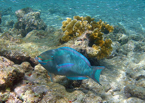 This Queen Parrotfish has its mouth slightly open so that you can see its fused teeth, which the fish uses to scrape hard, live corals for food.