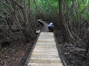 First Section of Boardwalk Completed