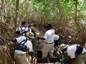 Team Work Repairing Boardwalk