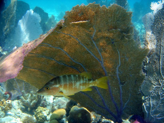 This is a view of a shallow Caribbean coral reef scene, with a Schoolmaster fish poised in the shade of a Purple Sea Fan.