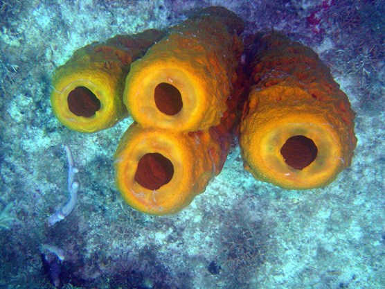 The picture shows a top view of a cluster of marine sponges, showing the large, natural hole at the top of each sponge.