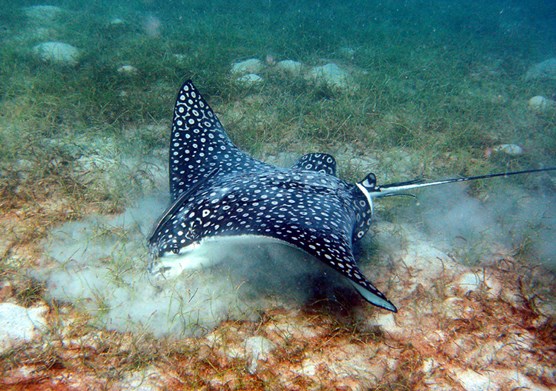 a spotted eagle ray looks for food by stirring up a sandy seafloor with its mouth