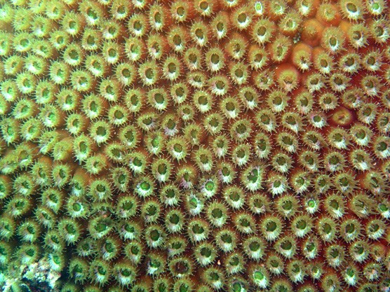 closeup of a Large Star Coral, showing the animal polyps