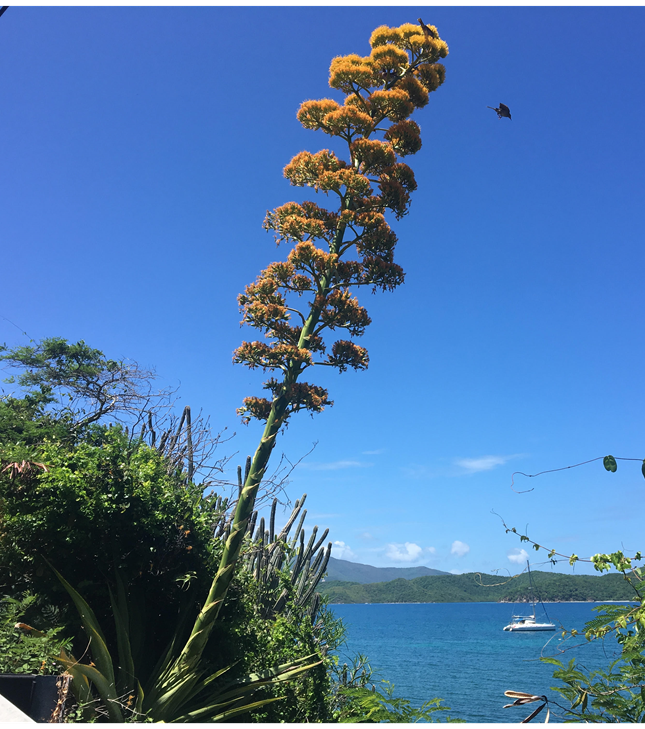 Century Plant in Bloom