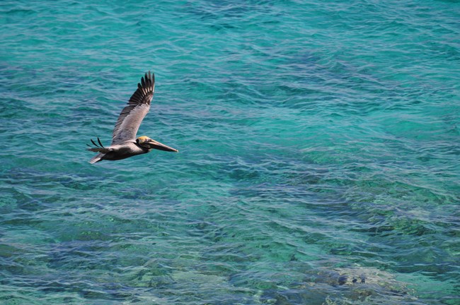 A pelican with grey and brown plummage, stretches it's wings and flies ovf=r he oue-dl