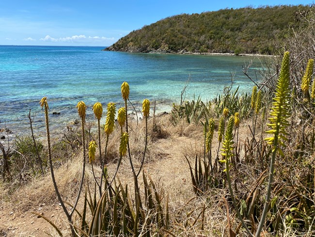 Sparse desert vegetation fringe the shoreline of turquoise water.
