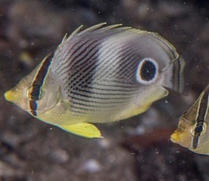 Foureye Butterflyfish Susann Pershern