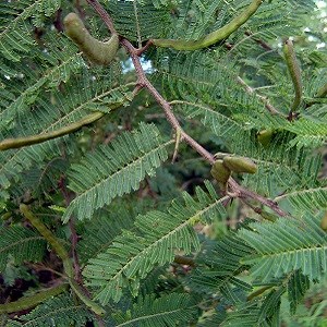 Casha Tree (Acacia macracantha)