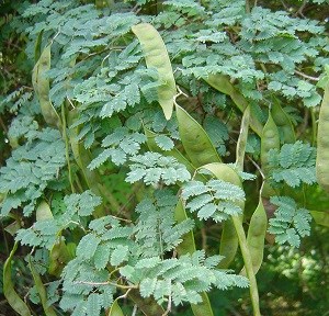 Catch and Keep (Acacia retusa)