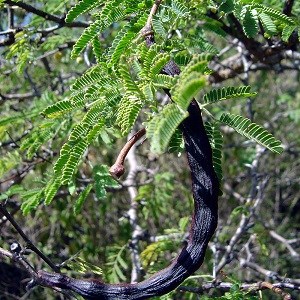 Acacia tortuosa with seed