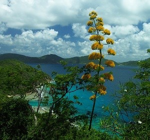 Century plant (Agave missionum)