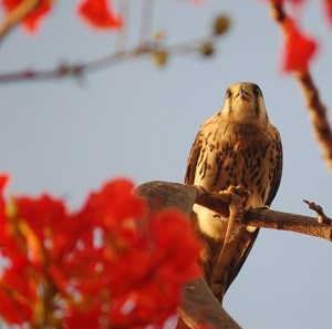 American Kestrel by Cristina Kessler