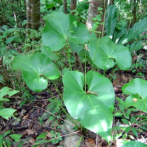 Virgin Islands Native Plants - Virgin Islands National Park (U.S. National  Park Service)