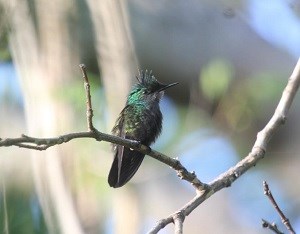 Antillean Crested Humming bird David Horner