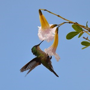 Antillean Crested Hummingbird Caroline Rogers