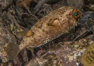 Balloonfish (Diodon holocanthus)