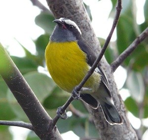 Bananaquit (Coereba flaveola) sitting gon branch