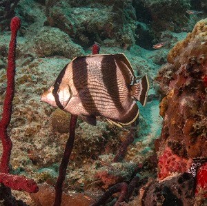 Banded Butterflyfish