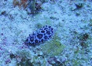 Black spotted nudibranch