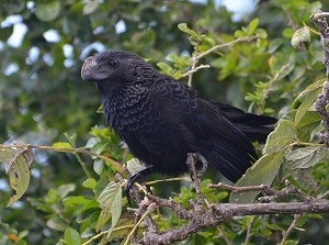 Smooth-billed Ani (Crotophaga ani) Caroline Rogers