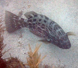 Black Grouper (Mycteroperca bonaci)