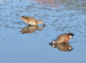 Blue-winged Teal (Anas discors) Will Sprauve 300x222