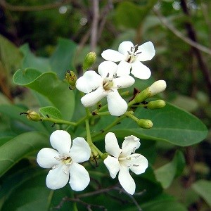 Bourreria succulenta flower