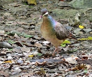 Bridled Quail Dove (Geotrygon mystacea) Caroline Rogers