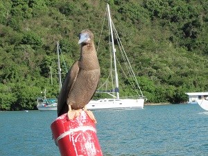 Brown Booby (Sula leucogaster) Cristina Kessler 300x225