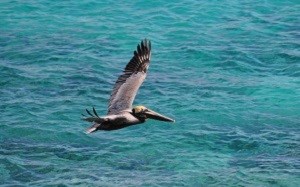 Brown Pelican (Pelecanus occidentalis) Jayne Schaeffer