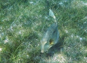 Buffalo Trunkfish