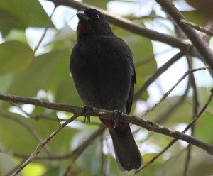 Lesser Antillean Bullfinch (Loxigilla noctis)
