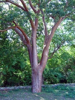 Turpentine tree (Bursera simaruba)