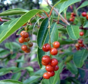 Fiddlewood (Citharexylum fruticosum)