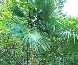 Teyer Palm Coccothrinax alta